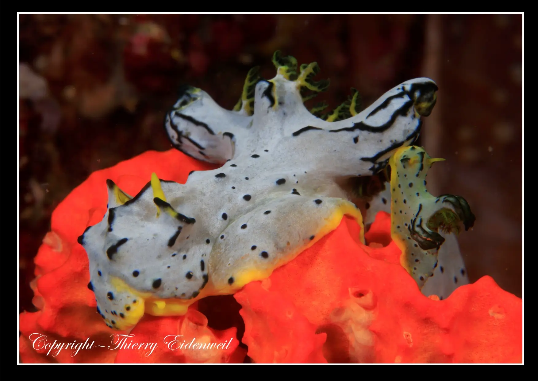 Anilao Macro Dive Media Highlight